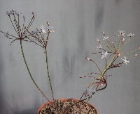 Strumaria species 'ex Komsberg'